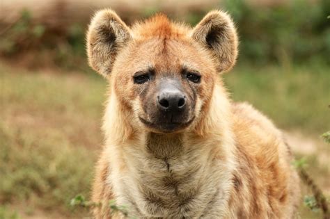 Are Hyenas Like Cats Or Dogs