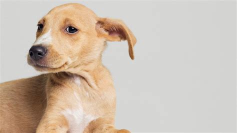 We might be able to wiggle our ears just a bit, but dogs have 18 muscles in their ears that allow them a. Why Dogs Have Floppy Ears - ABC News