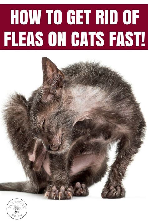 Get Rid Of Fleas On Cats And Dogs A Vets Top Choices Cat Fleas