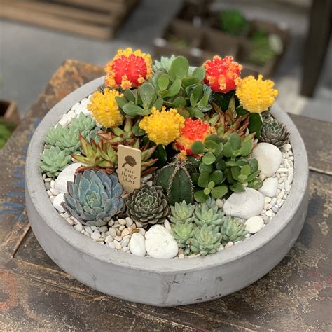 bright succulent and cacti arrangement in cement bowl in los angeles ca the juicy leaf