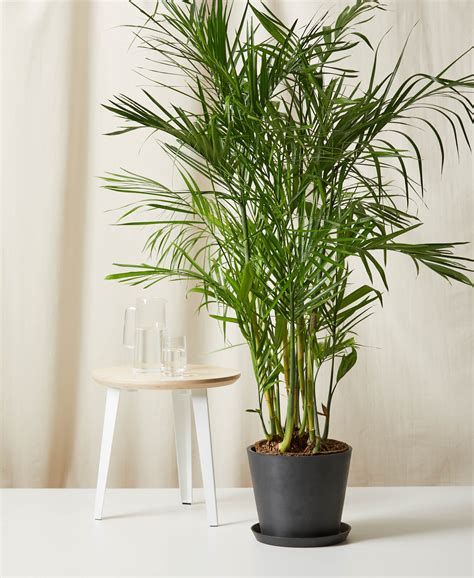 Guide To Indoor Plants Which Are Right For You