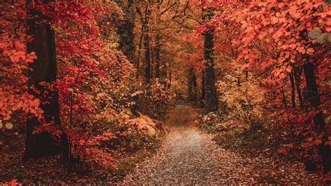 Download Wallpaper 1920x1080 Autumn Forest Path Foliage