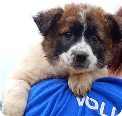 St bernard puppies typically are not quite so wrinkly. Sussex, NJ - St. Bernard/Husky Mix. Meet Aspen (8 lb) a Puppy for Adoption.