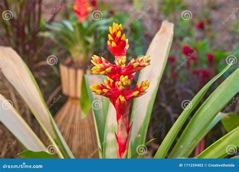 Red Yellow Bromeliad Flower Blooming In The Garden Stock Photo Image