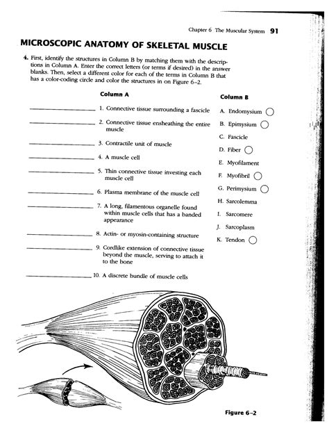 24 Anatomy And Physiology Coloring Workbook Answer Key