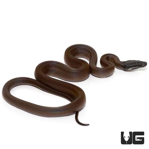 Dalberts White Lipped Python For Sale Underground Reptiles