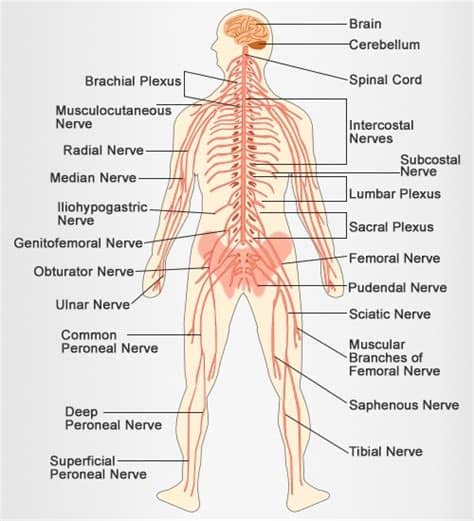 The central nervous system (cns). Nervous System - My Site