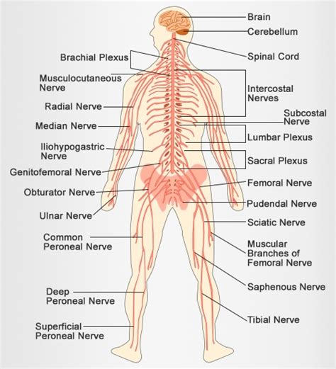 As with other higher vertebrates, the human nervous system has two main parts: About Chiropractic — Rye Chiropractic Center: Dr. Michael ...