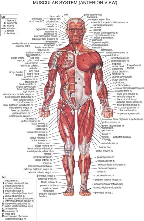 Printable Muscle Diagram Free Printable Reflexology Charts Education