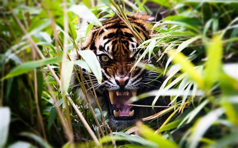 Depth Of Field Animals Tiger Plants Roar Wallpapers Hd Desktop And Mobile Backgrounds
