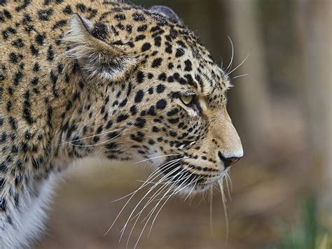 Hd Wallpaper Brown And Black Bobcat Look Manul ©tambako The Jaguar