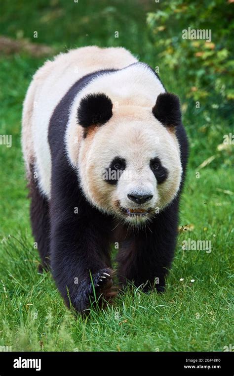 Giant Panda Male Portrait Ailuropoda Melanoleuca Captive Zoopark