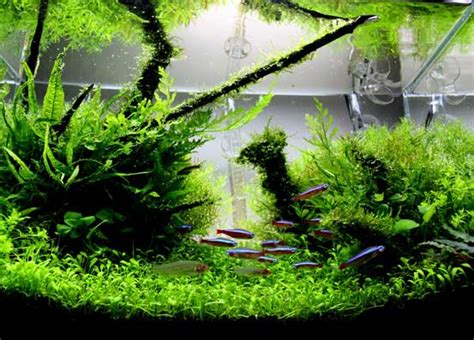 At aquascape philippines, we have a wide array of emersed plants ready for your choosing. Aquascaping - Life Underwater