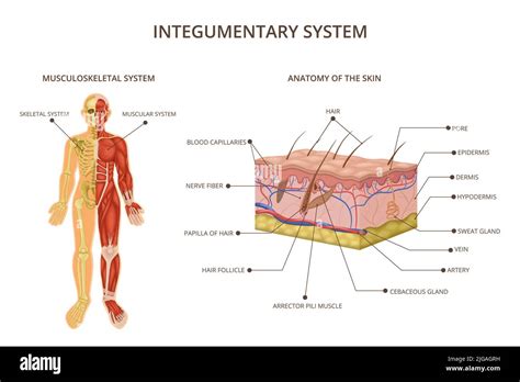 Human Body Organ Systems Composition With Integumentary System Descriptions Musculoskeletal