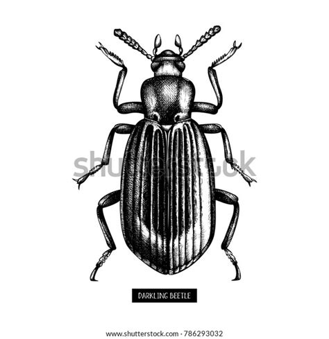 Darkling Beetle Hand Drawn Sketch Vintage Stock Vector Royalty Free