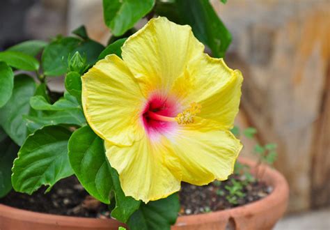 Growing Hardy Hibiscus From Seed Step By Step Garden Lovers Club