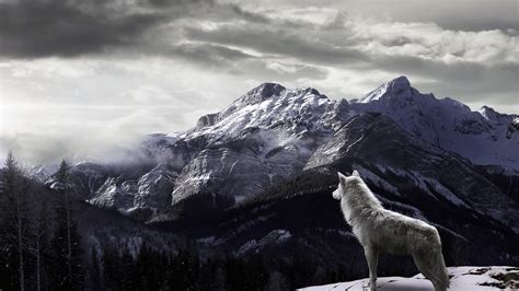 Winter Wolves Wallpapers Top Free Winter Wolves Backgrounds