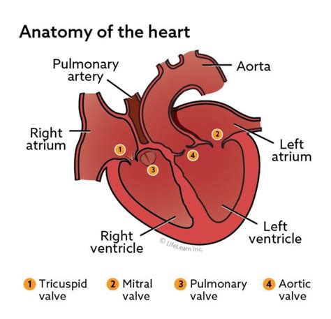 Chronic Degenerative Valve Disease In Dogs In Depth Vca Animal