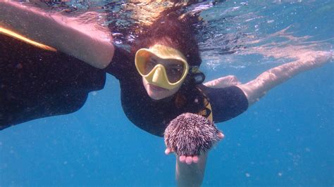 Seabob Aruba Exploring Shipwrecks And Swimming With Sea Turtles On One