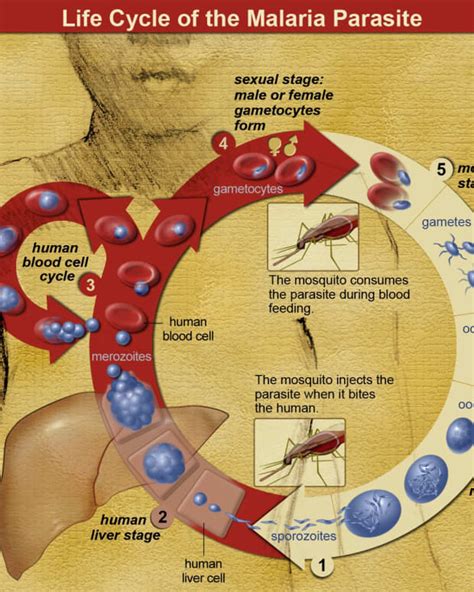 Causes Of Senile Purpura Information And Symptoms Of Senile Bleeding