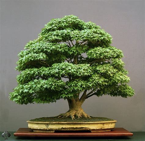 care guide for the japanese maple bonsai tree acer palmatum bonsai empire