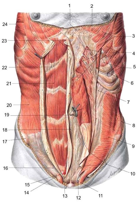 Anatomy Of Lower Abdominal Muscle