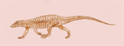 Aetosaurus Dinopedia Fandom Powered By Wikia