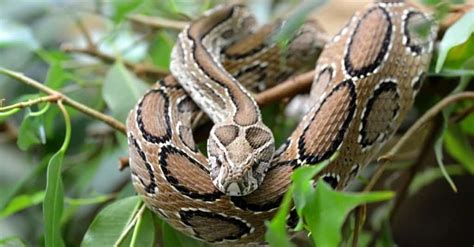 The Top 10 Most Venomous Snakes In The World Az Animals