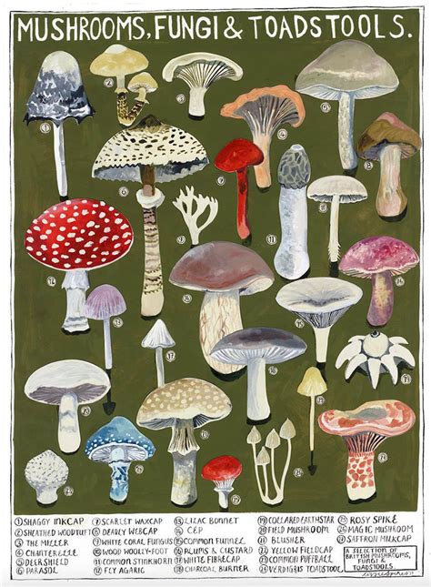 Mushrooms Poster Print Driftwood Designs