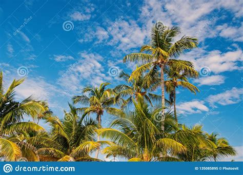 Palm Trees On Sunny Blue Sky In Great Stirrup Cay Bahamas Coconut
