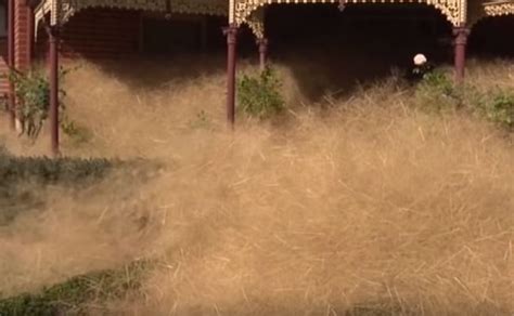 hairy panic is paralysing parts of an australian town