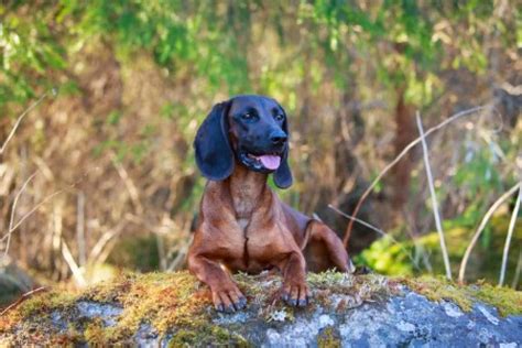 Bavarian Mountain Hound Ultimate Guide Personality Training Health