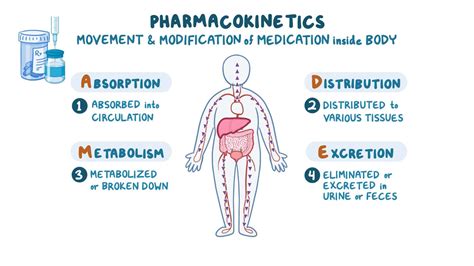 Pharmacokinetics Metabolism Nursing Pharmacology Osmosis Video Library