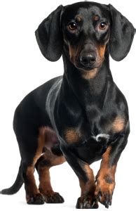 It is not a secret that the health of any dog depends on its food and proper diet. Best Dog Food For Standard Dachshunds | 2020 Top Picks ...
