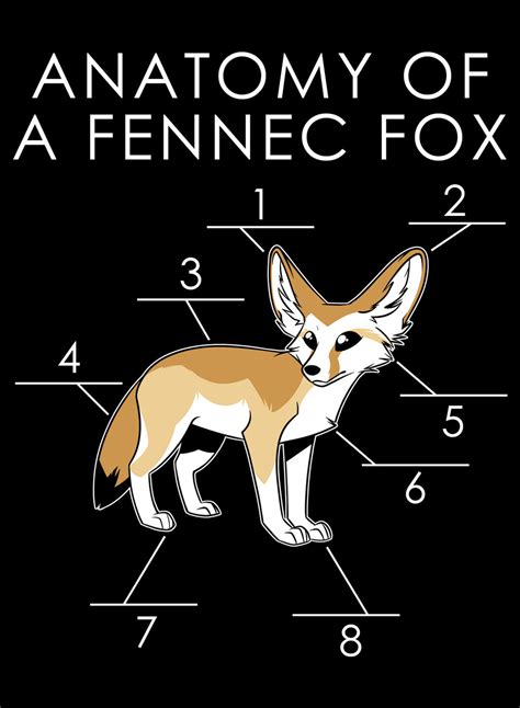 Anatomy Of A Fennec Fox By Artwork Tee On Deviantart