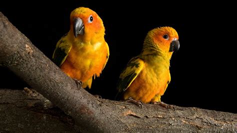 Parrot Full Hd Wallpaper And Background Image 1920x1080 Id160400