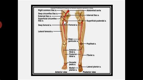 Great saphenous vein, varicose veins, saphenous nerve, superficial vein, dorsal venous arch of the foot, small saphenous vein, veins of the lower limb. Big (Nerves -Arteries -veins ) of the lower limb - YouTube