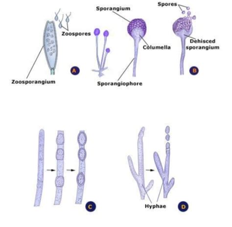 Reproduction In Fungi