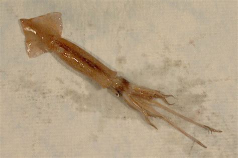 Regulators to allow increased squid fishing this year ...