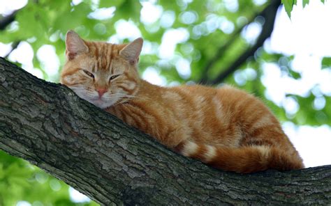 Cat Sleeping On A Tree Cute Kittens Cats And Kittens Kitten Pictures