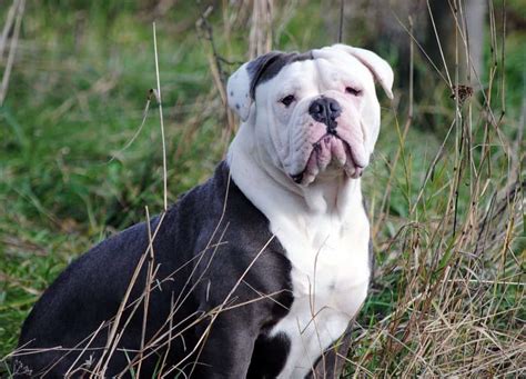 The Olde English Bulldogge Your Ultimate Breed Information Guide