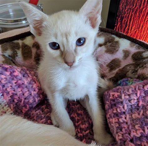 Meet The Stunning Cat Who Is Thriving Despite Having Flat Chested Kitten Syndrome Meow As Fluff