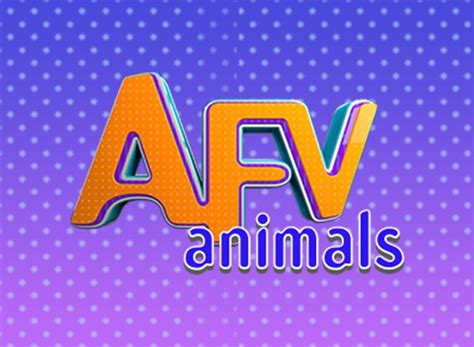 Americas Funniest Videos Animal Edition Tv Show Air Dates And Track