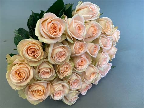 Two Dozen Tiffany Roses The Rosarium Premium Flower Delivery