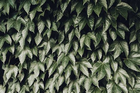 Green Leaves Plant Hd Wallpaper Wallpaper Flare