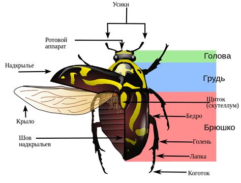 The most basic unit is the cell; File:Fiddler beetle morphology diagram-2.svg - Wikimedia ...