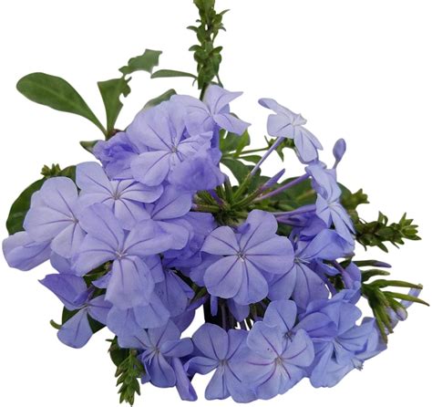 Plumbago Auriculata Perennial Shrub Imperial Blue Flower Lot Of 2