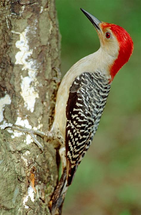 Red Bellied Woodpecker Photograph by Millard H. Sharp