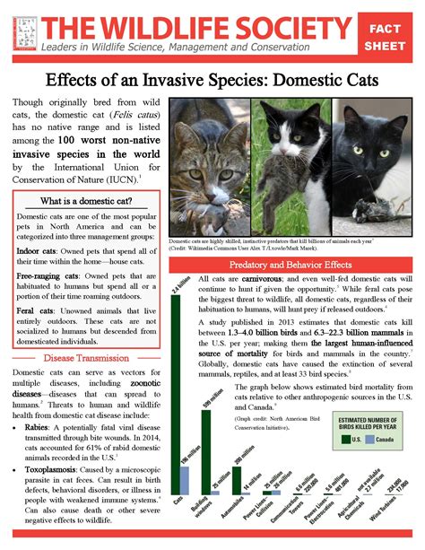外来ネコ問題研究会 Invasive Cat Research Japan Effects Of An Invasive Species
