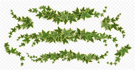 Ivy Vines Creeper Branches With Green Leaves 17427918 Vector Art At